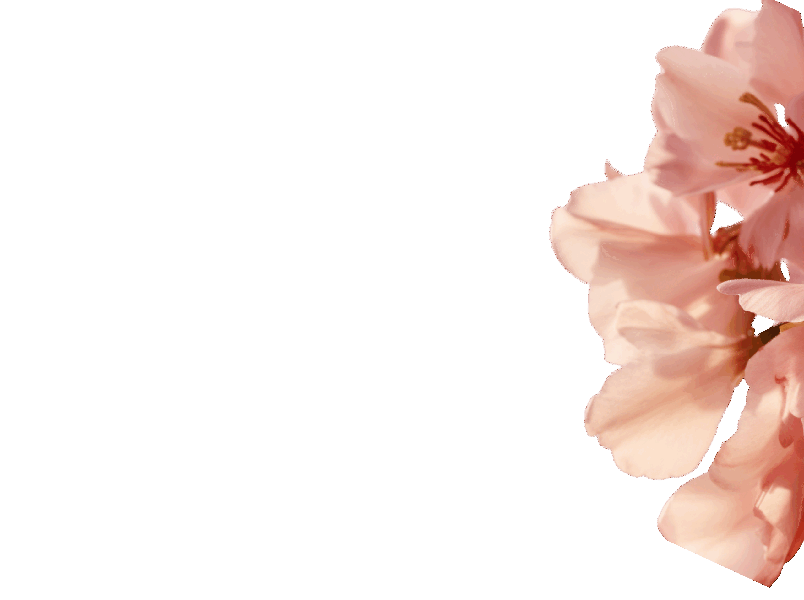 C右下：academy花🌸透明度はWPで調整：画質粗くなるため